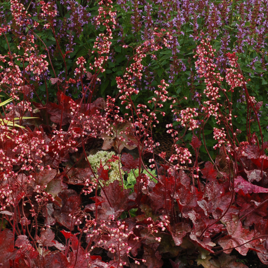 Heuchera 'Fire Chief'