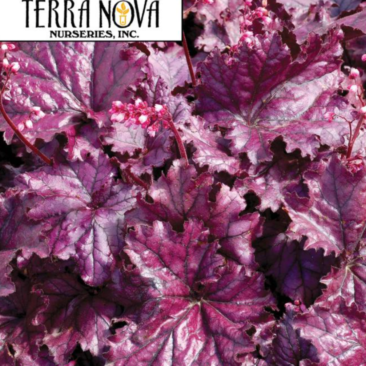 Heuchera 'Forever Purple'