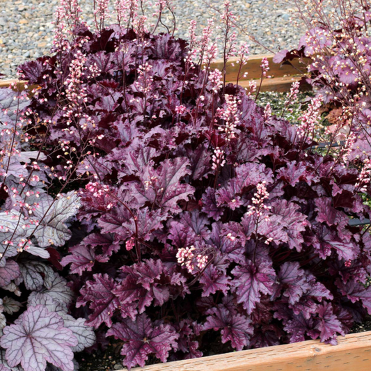 Heuchera 'Forever Purple'