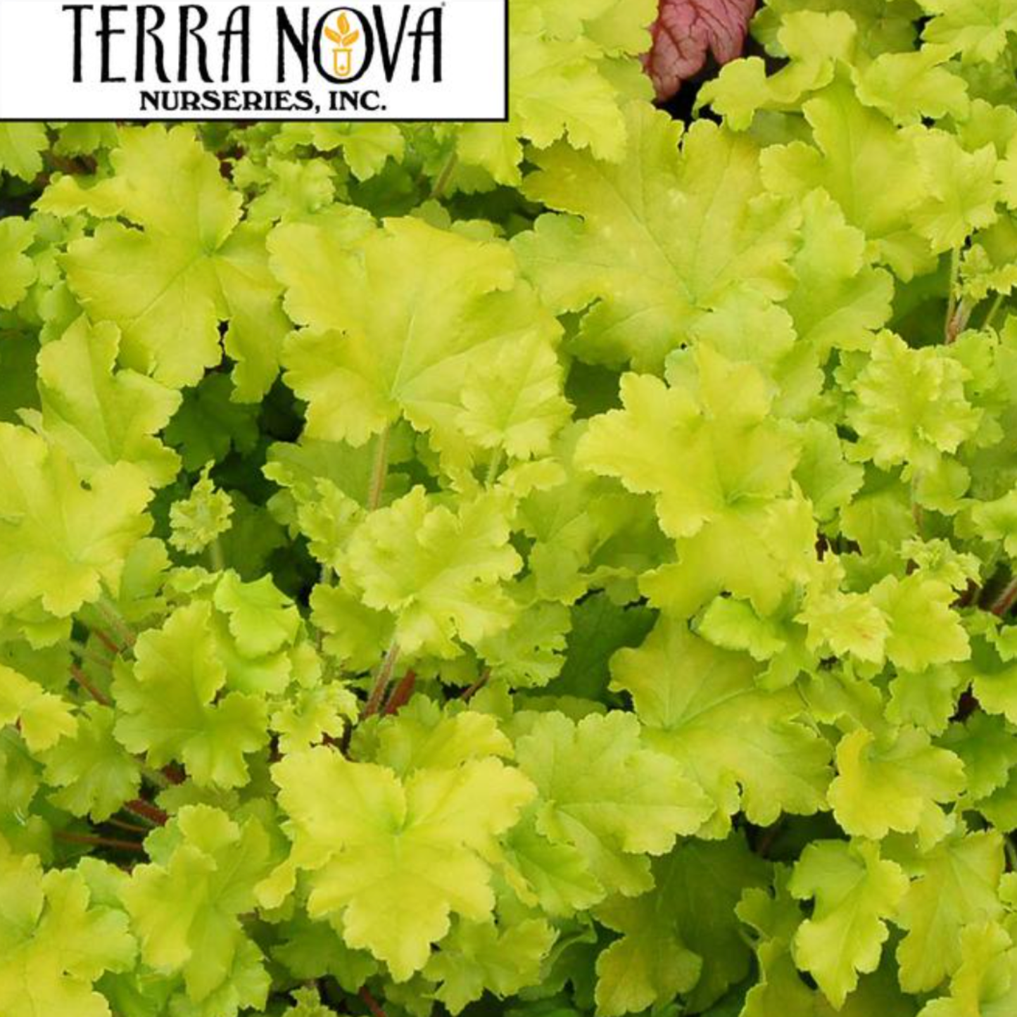 Heuchera 'Lime Marmalade'