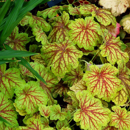 Heuchera 'Red Lightning'