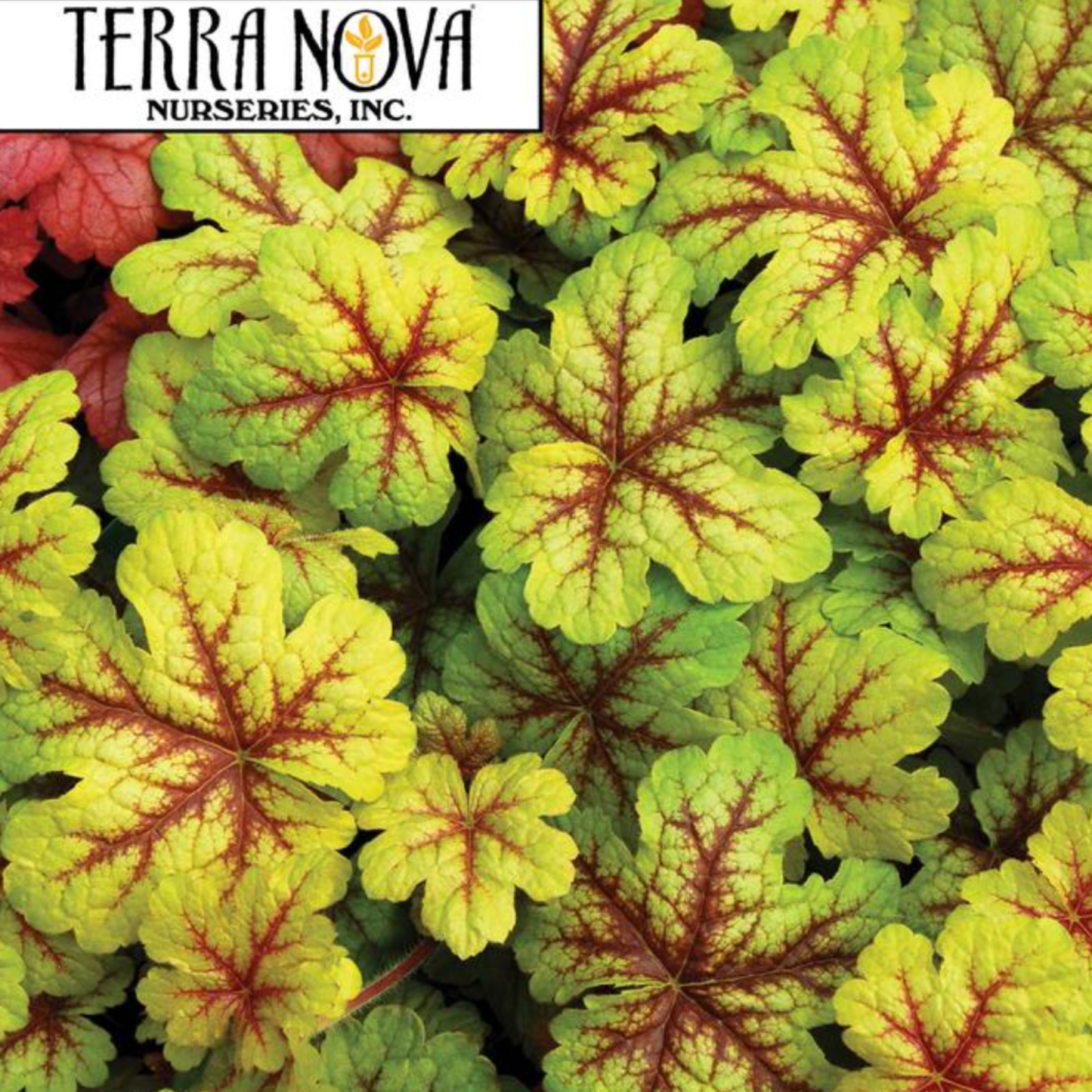 Heucherella 'Alabama Sunrise'