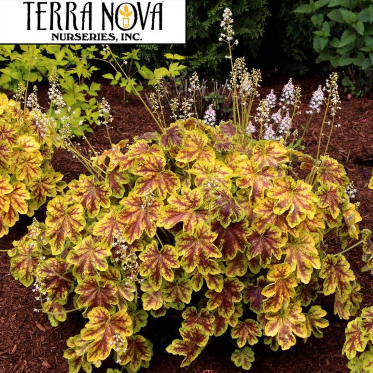 Heucherella 'Solar Eclipse'