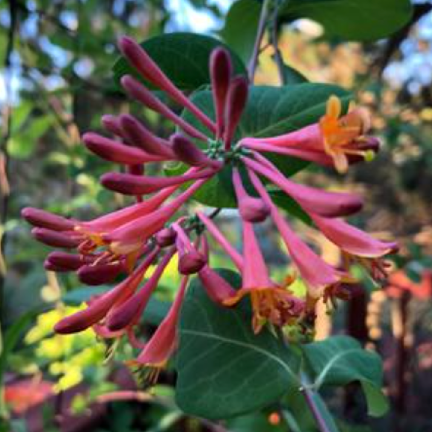 Lonicera brownii 'Dropmore Scarlet'