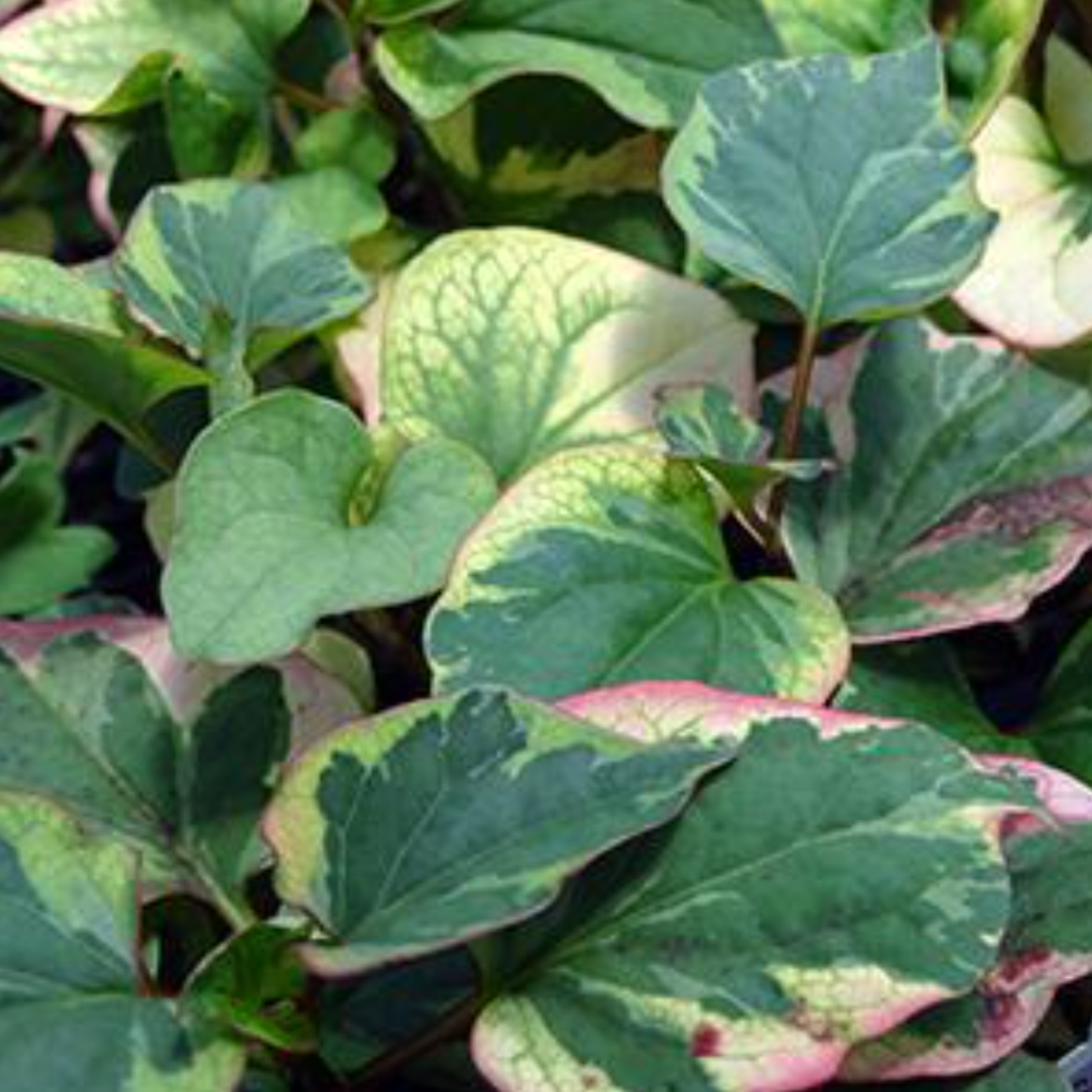Houttuynia cordata 'Chameleon'