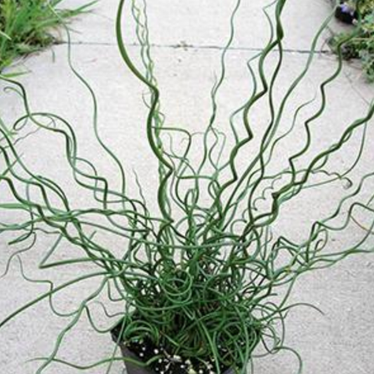 Corkscrew Rush 'Big Twister' Grass