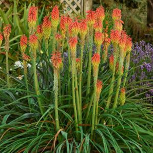 Kniphofia hirsuta 'Fire Dance'