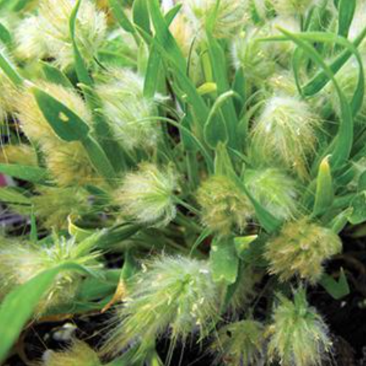 Lagurus ovatus 'Bunny Tails'