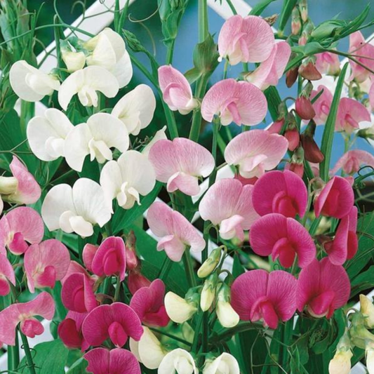 Lathyrus latifolius 'Pearl Mix'
