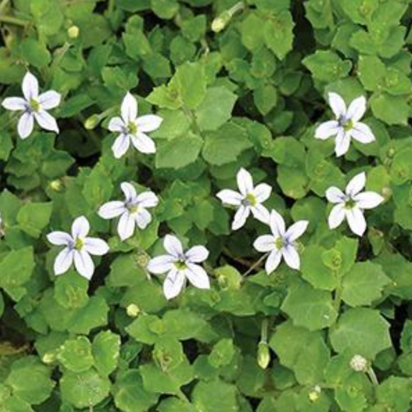 Laurentia isotoma 'fluviatilis'
