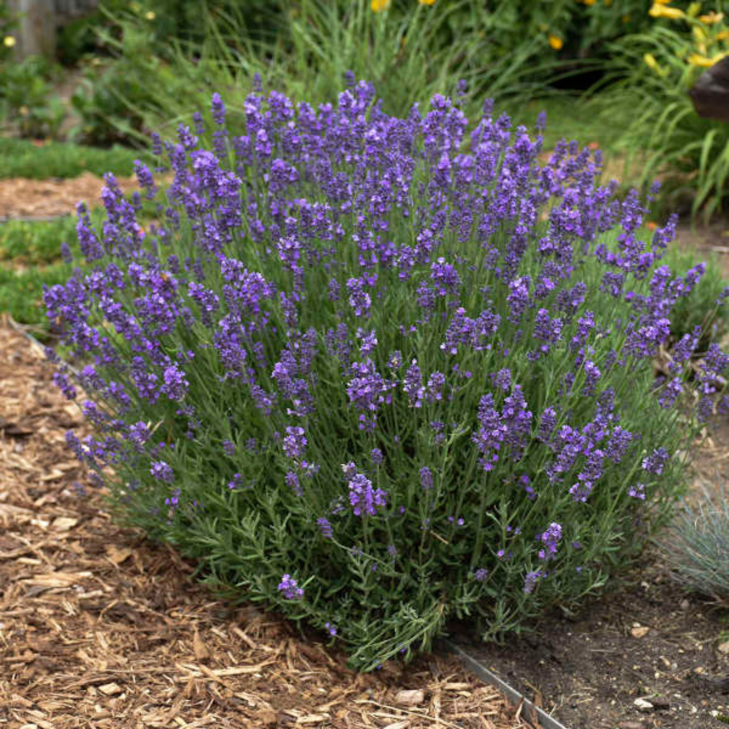 Lavandula angustifolia 'Hidcote'