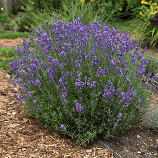 Lavandula angustifolia 'Hidcote'