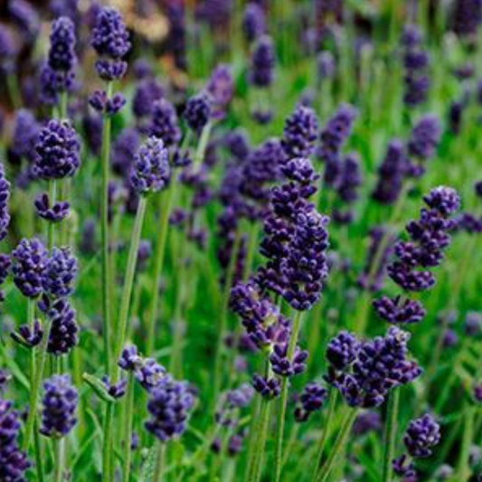 Lavandula angustifolia 'Lavance Deep Purple'