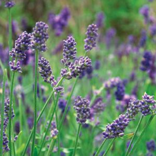 Lavandula x intermedia 'Provence'