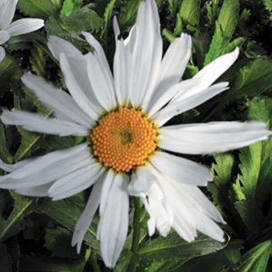 Leucanthemum superbum 'Alaska'
