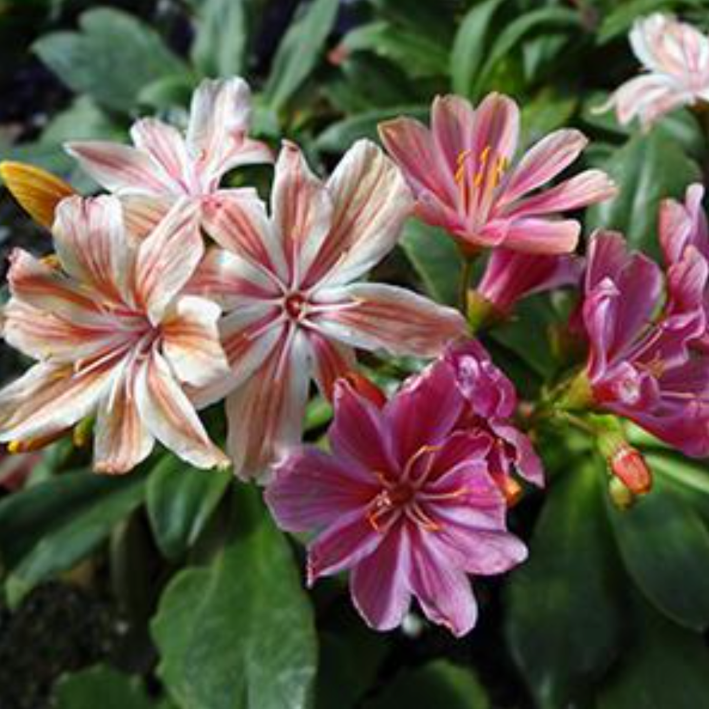 Lewisia cotyledon 'Elise Mix