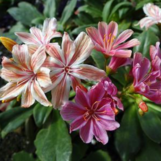 Lewisia cotyledon 'Elise Mix
