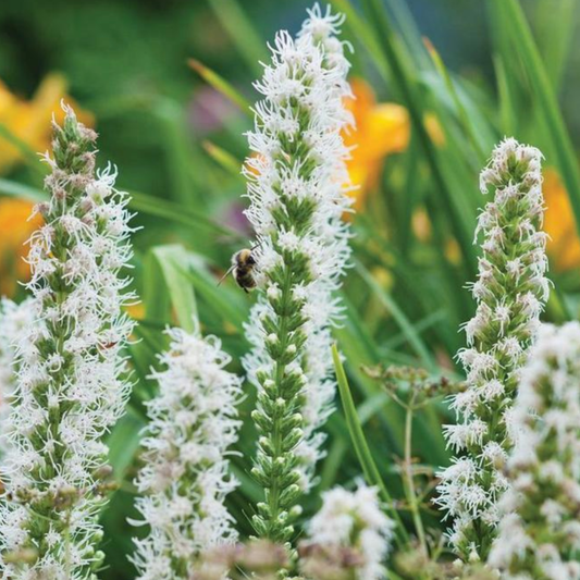 Liatris spicata 'Alba'