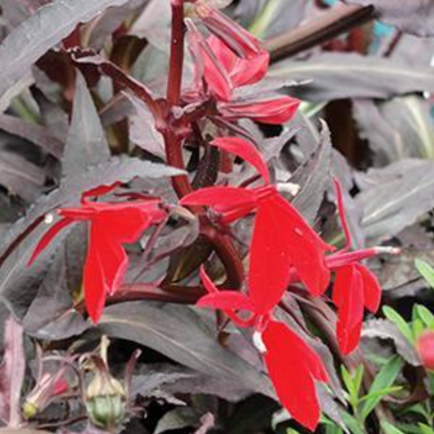 Lobelia fulgens 'Queen Victoria'