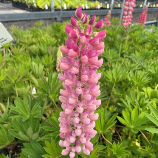 Lupinus polyphyllus 'Gallery Pink'
