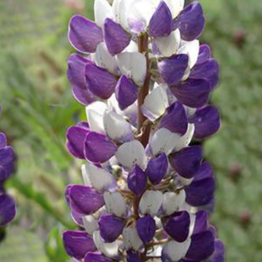 Lupinus polyphyllus 'Mini Gallery Blue Bicolor'