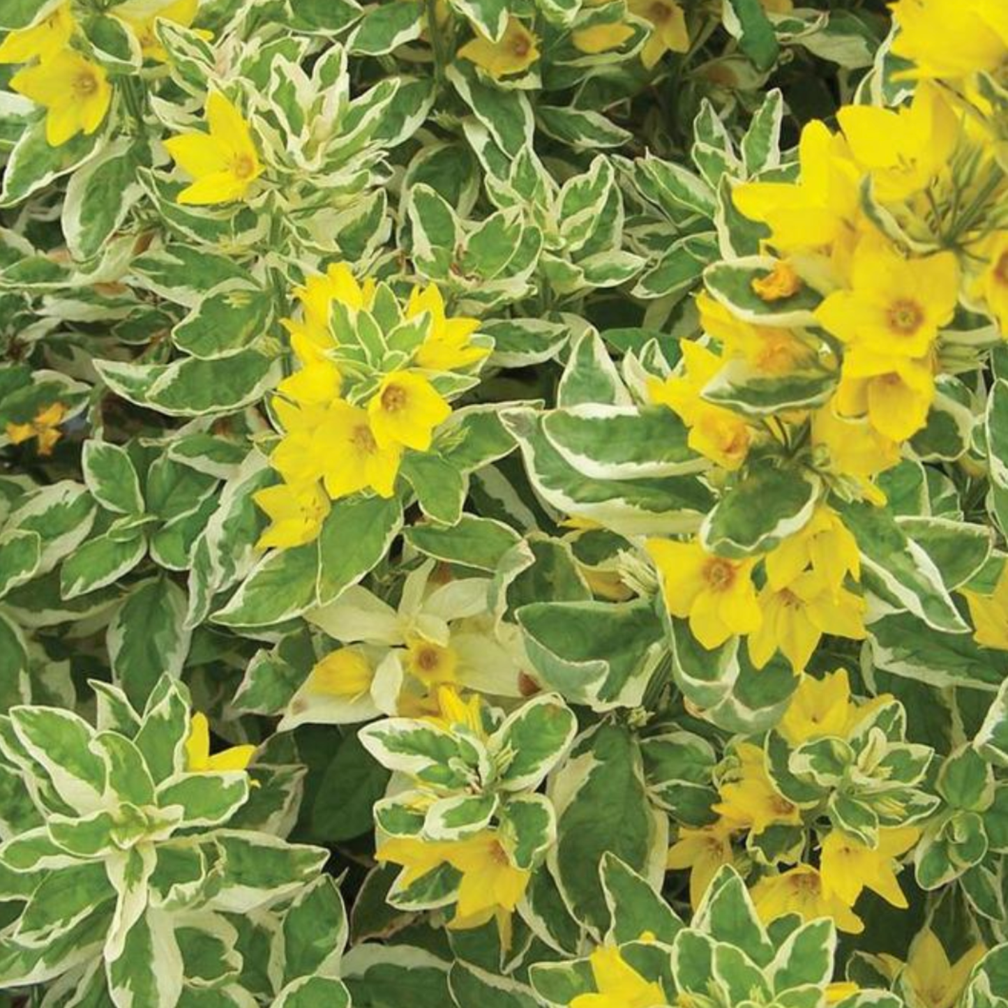 Lysimachia punctata 'Alexander'