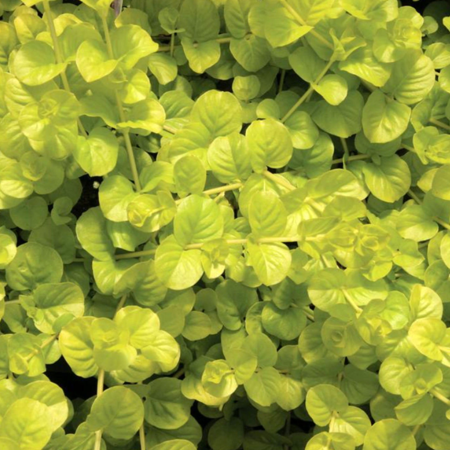 Lysimachia nummularia 'Aurea Gold'