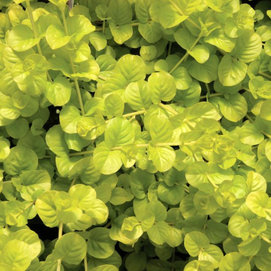 Lysimachia nummularia 'Aurea Gold'