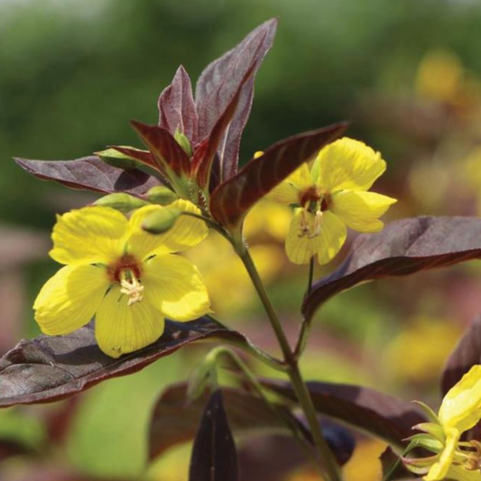 Lysimachia ciliata 'Firecracker'