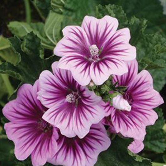 Malva sylvestris 'Zebrina'