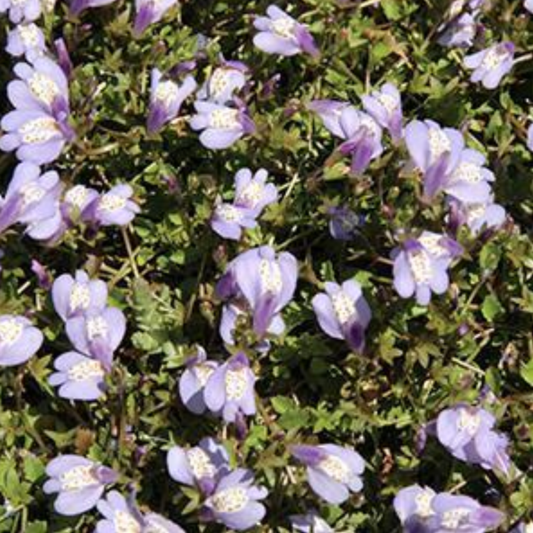 Mazus reptans