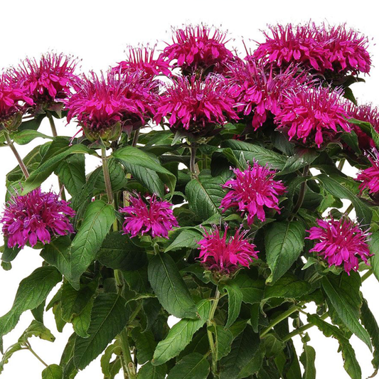 Monarda didyma 'Balmy Purple'