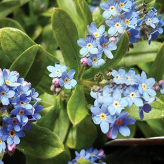 Myosotis alpestris 'Ultramarine'