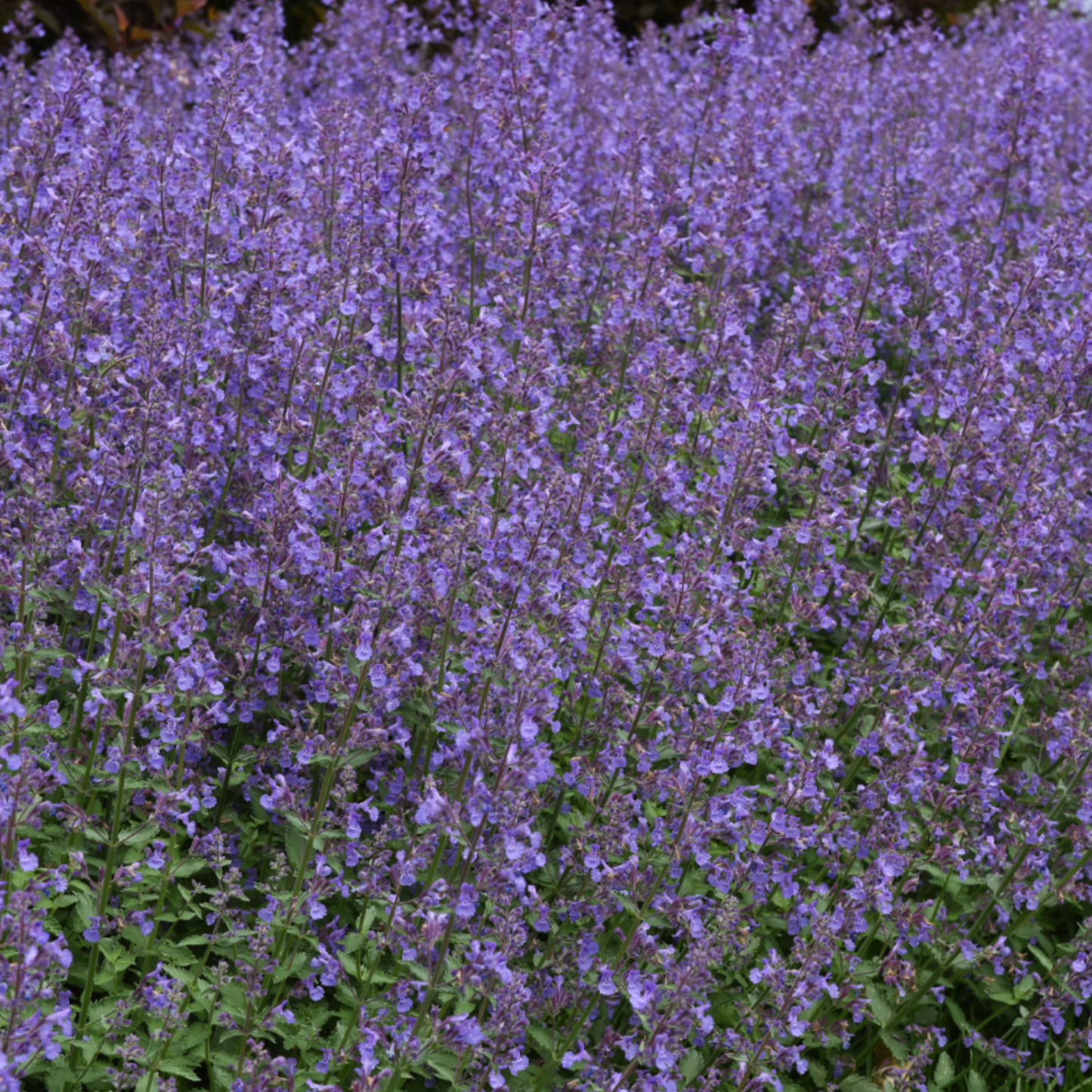 Nepeta faassenii x 'Junior Walker'