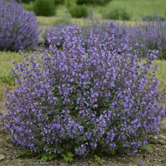 Nepeta faassenii 'x Kitten Around'