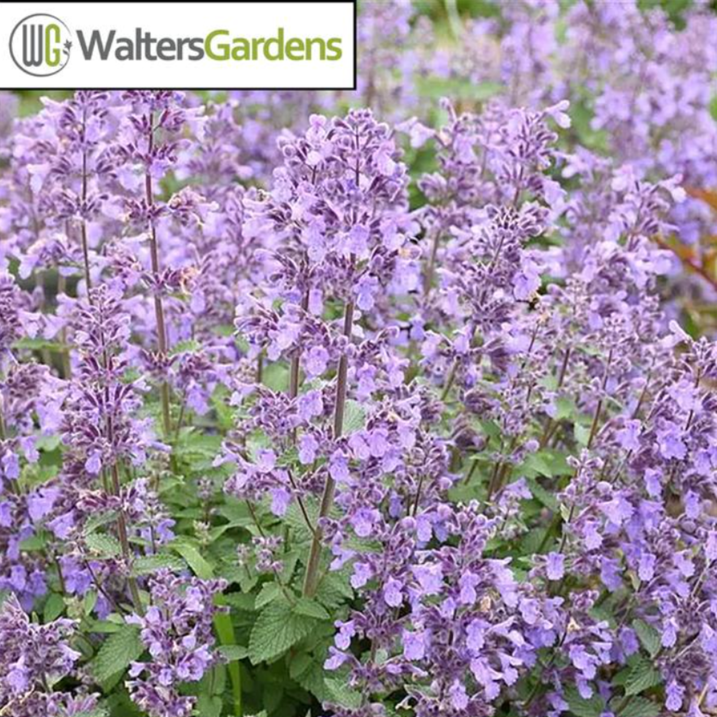 Nepeta faassenii x 'Picture Purrfect'