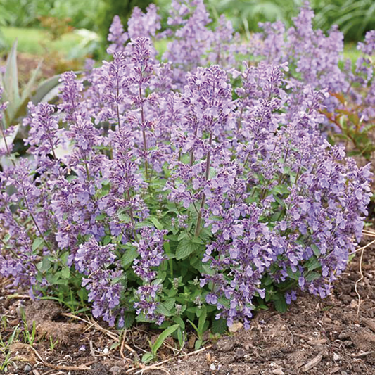 Nepeta faassenii x 'Picture Purrfect'