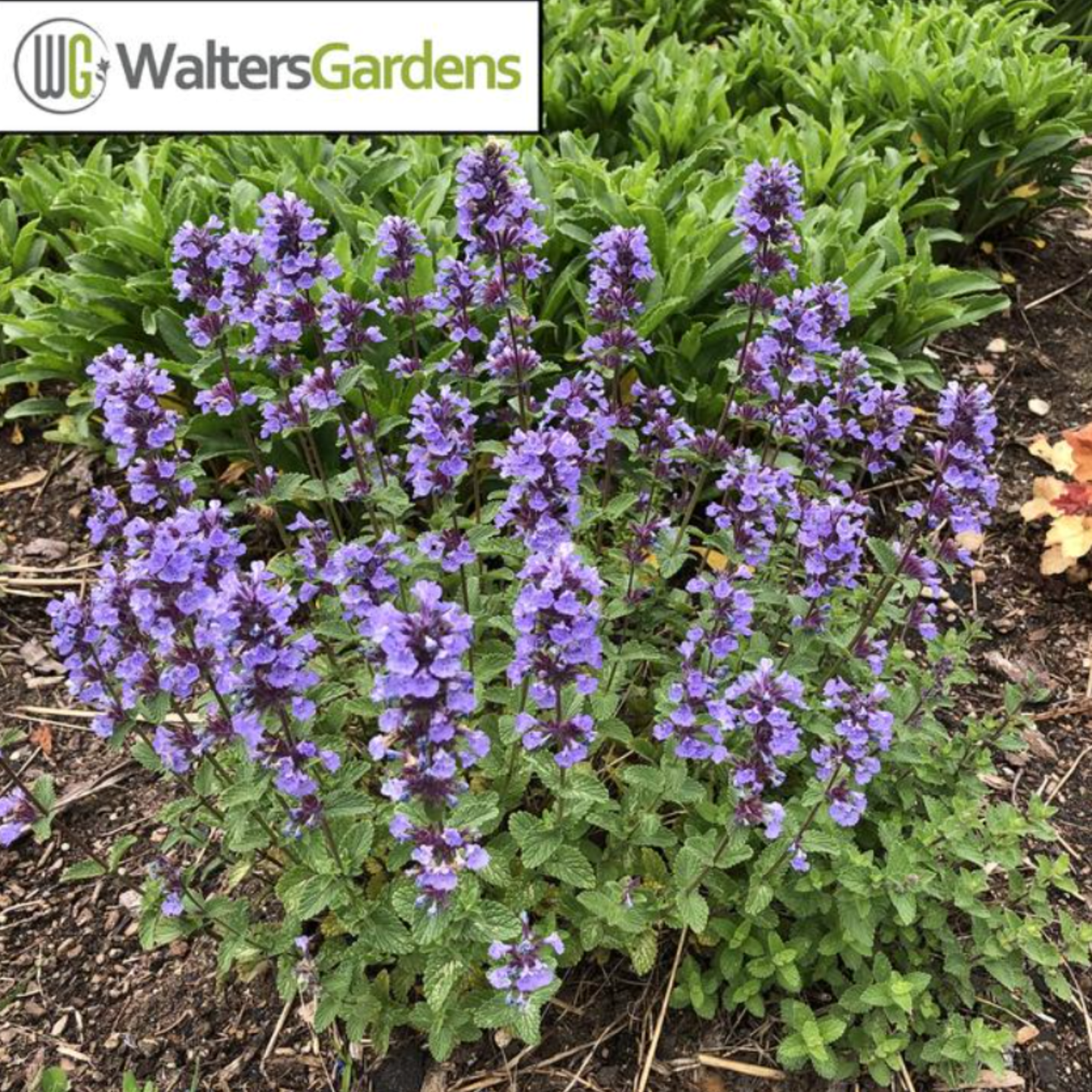Nepeta faassenii x 'Purrsian Blue'