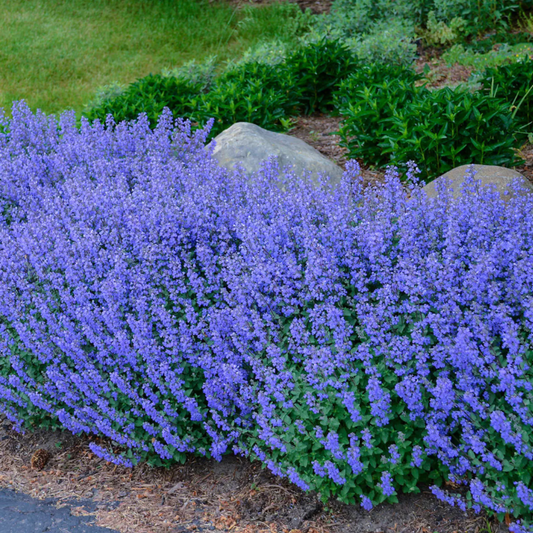 Nepeta faassenii x 'Purrsian Blue'