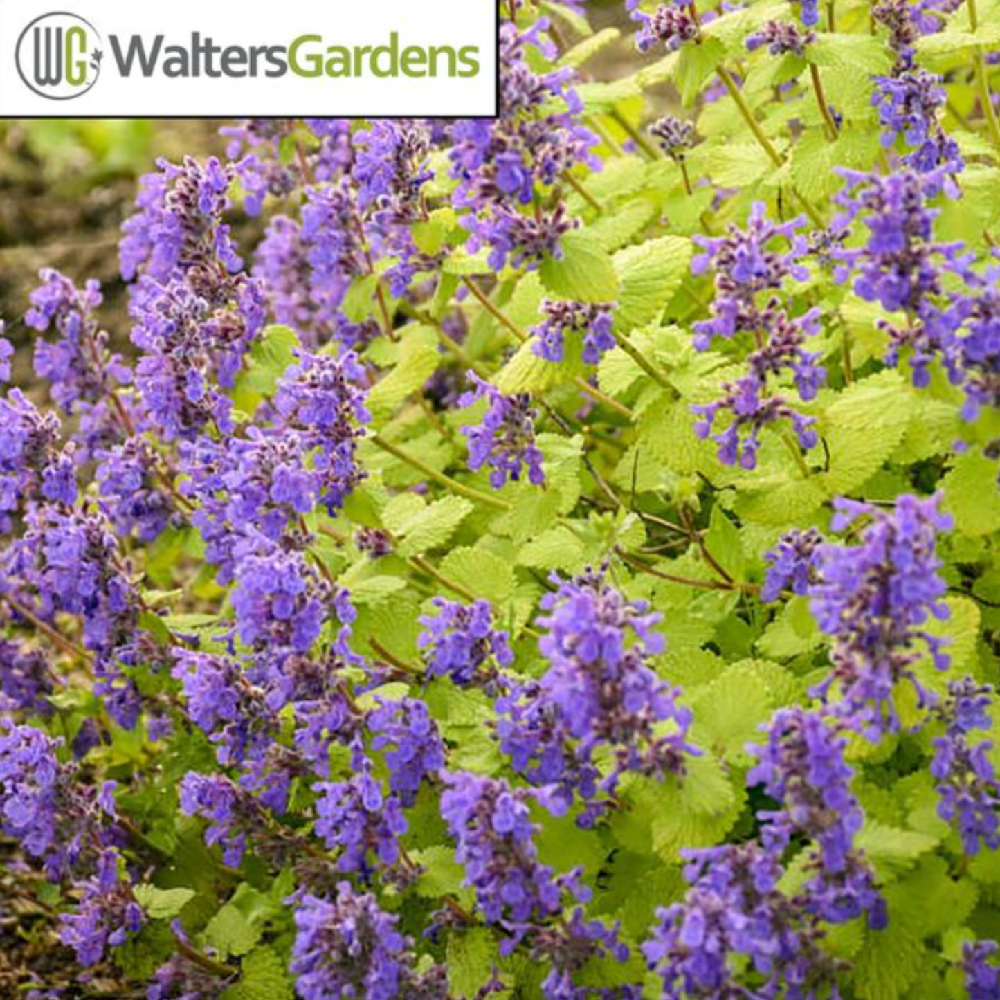 Nepeta faassenii x 'Chartreuse on the Loose'