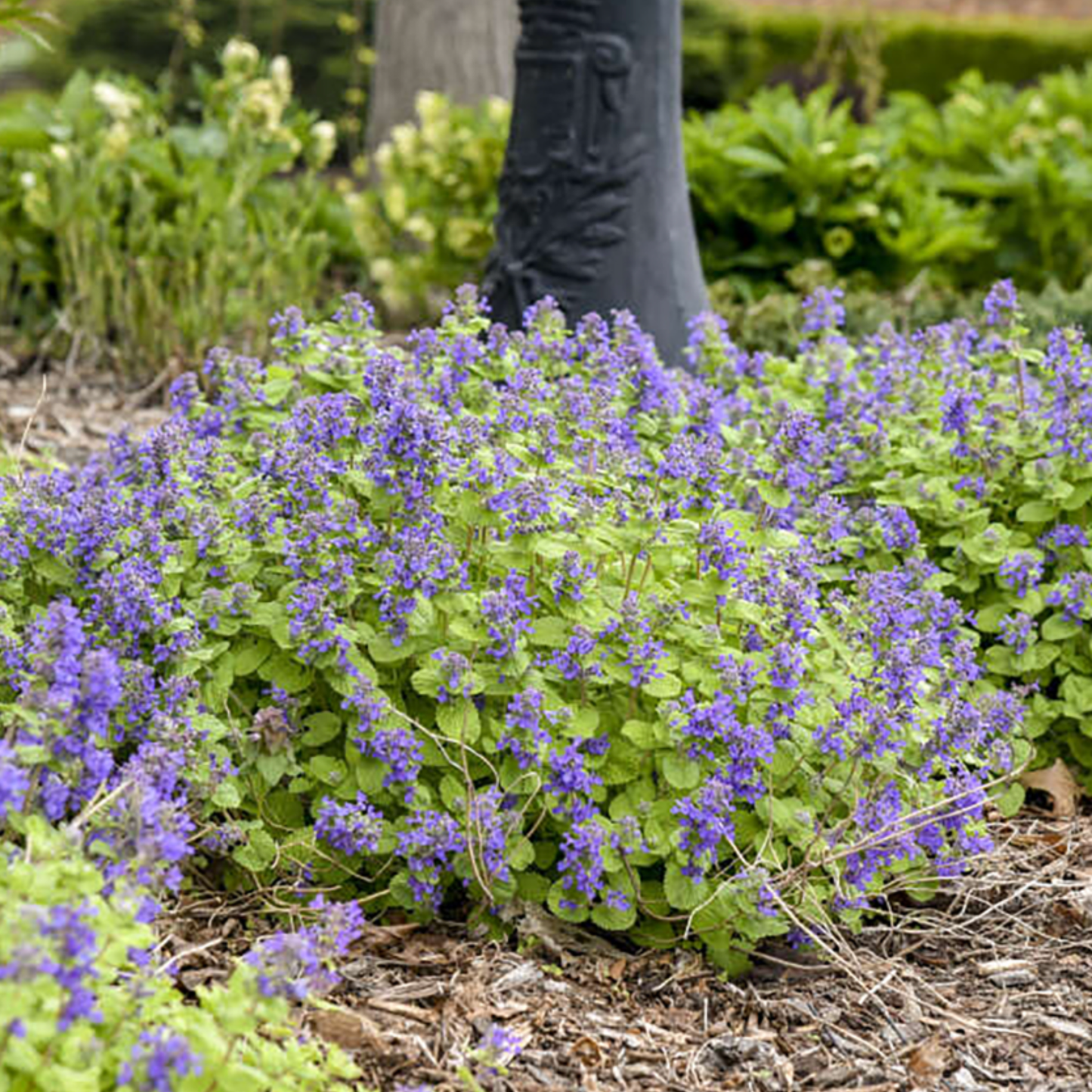 Nepeta faassenii x 'Chartreuse on the Loose'