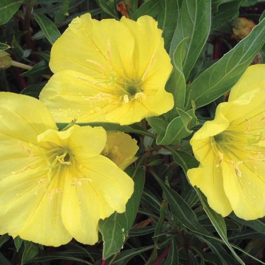 Oenothera missouriensis