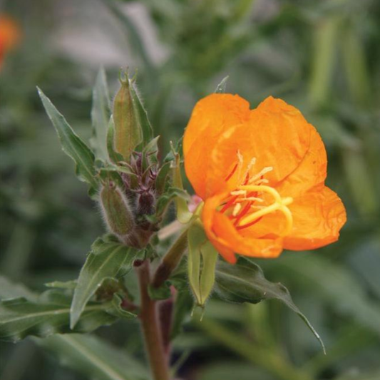 Oenothera versicolor 'Sunset Boulevard'