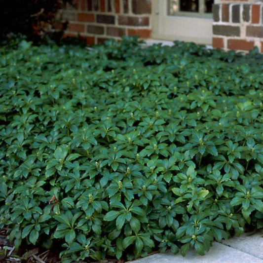 Pachysandra terminalis