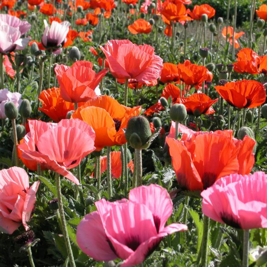Papaver orientale 'Pizzicato Mix'