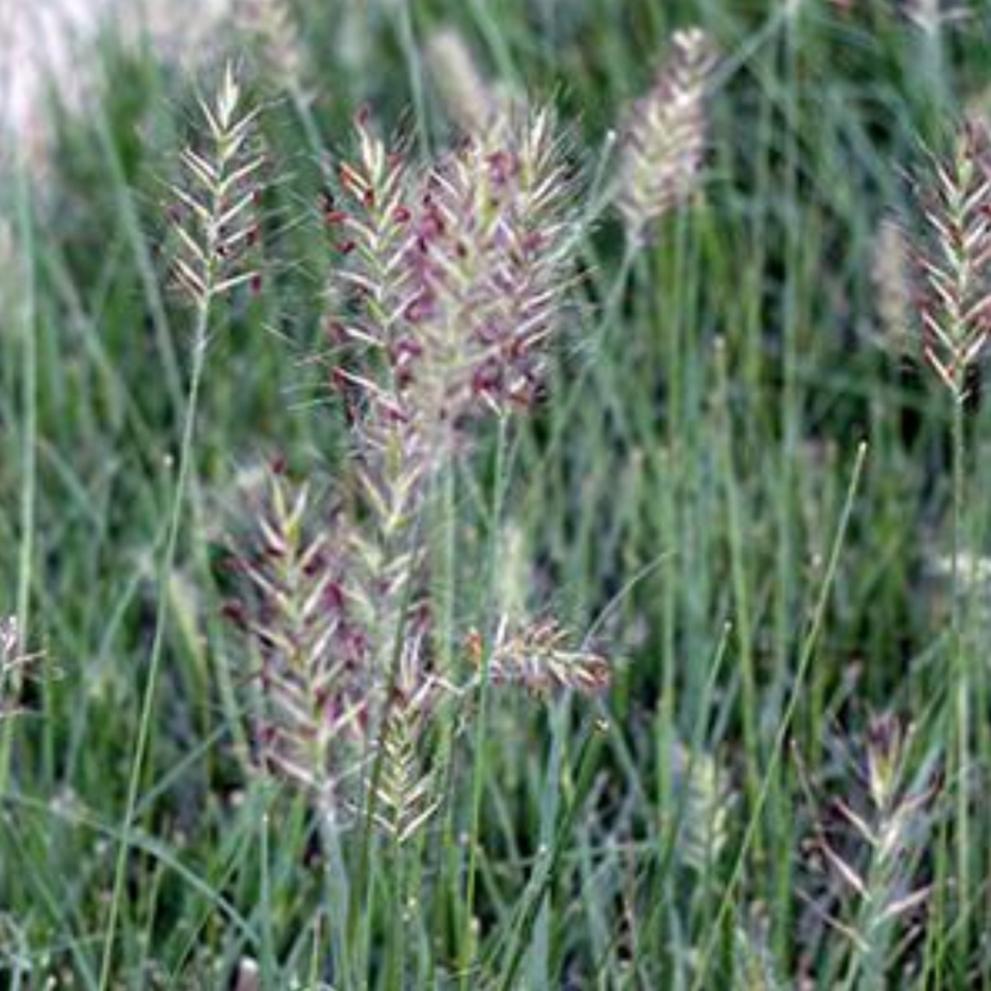 'Hameln Dwarf Fountain' Grass