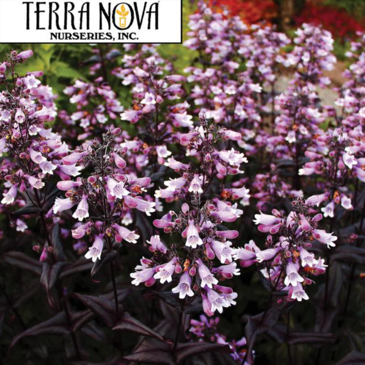 Penstemon digitalis 'Dakota Burgundy'