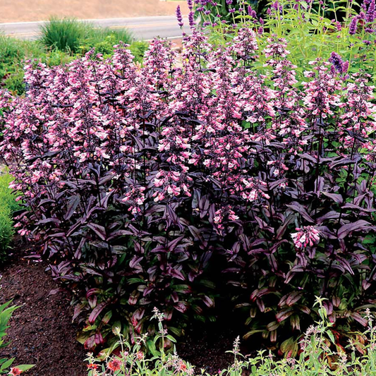 Penstemon digitalis 'Dakota Burgundy'