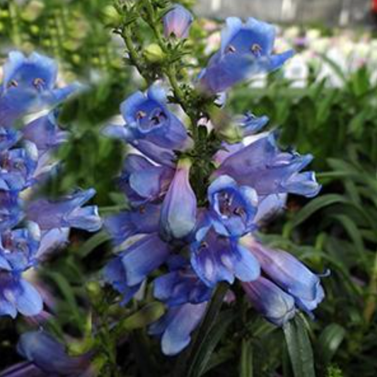 Penstemon heterophyllus 'Electric Blue'