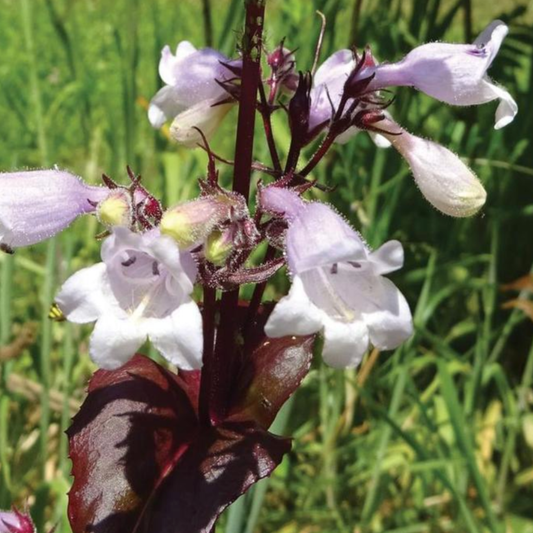 Penstemon digitalis 'Husker Red'